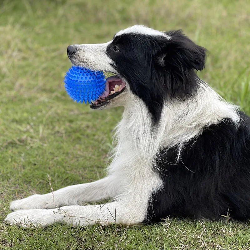 TPR Squeaky Dental Chew Ball