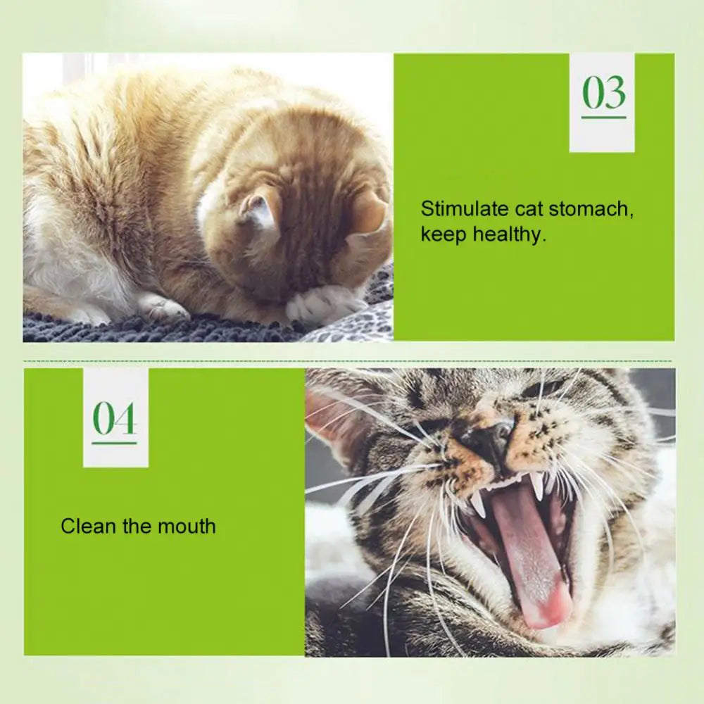 Natural Catnip Powder for Cats
